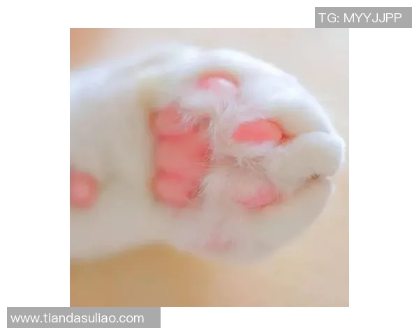 足球服猫爪设计灵感来源于猫咪的灵动与优雅，展现运动与可爱的完美结合